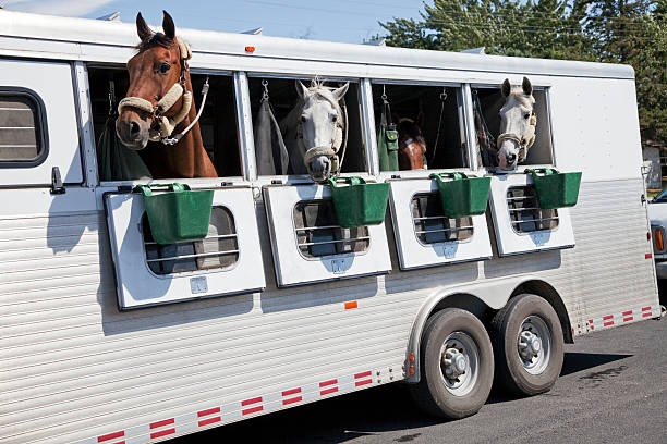 Cuidados que você deve ter ao levar o seu cavalo para um evento.